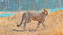 cheetah pregnancy, KNP cheetah pregnancy, Kuno National Park, madhya pradesh, cm mohan yadav, Narendra Modi, cheetah project, ecological balance, Indian express news