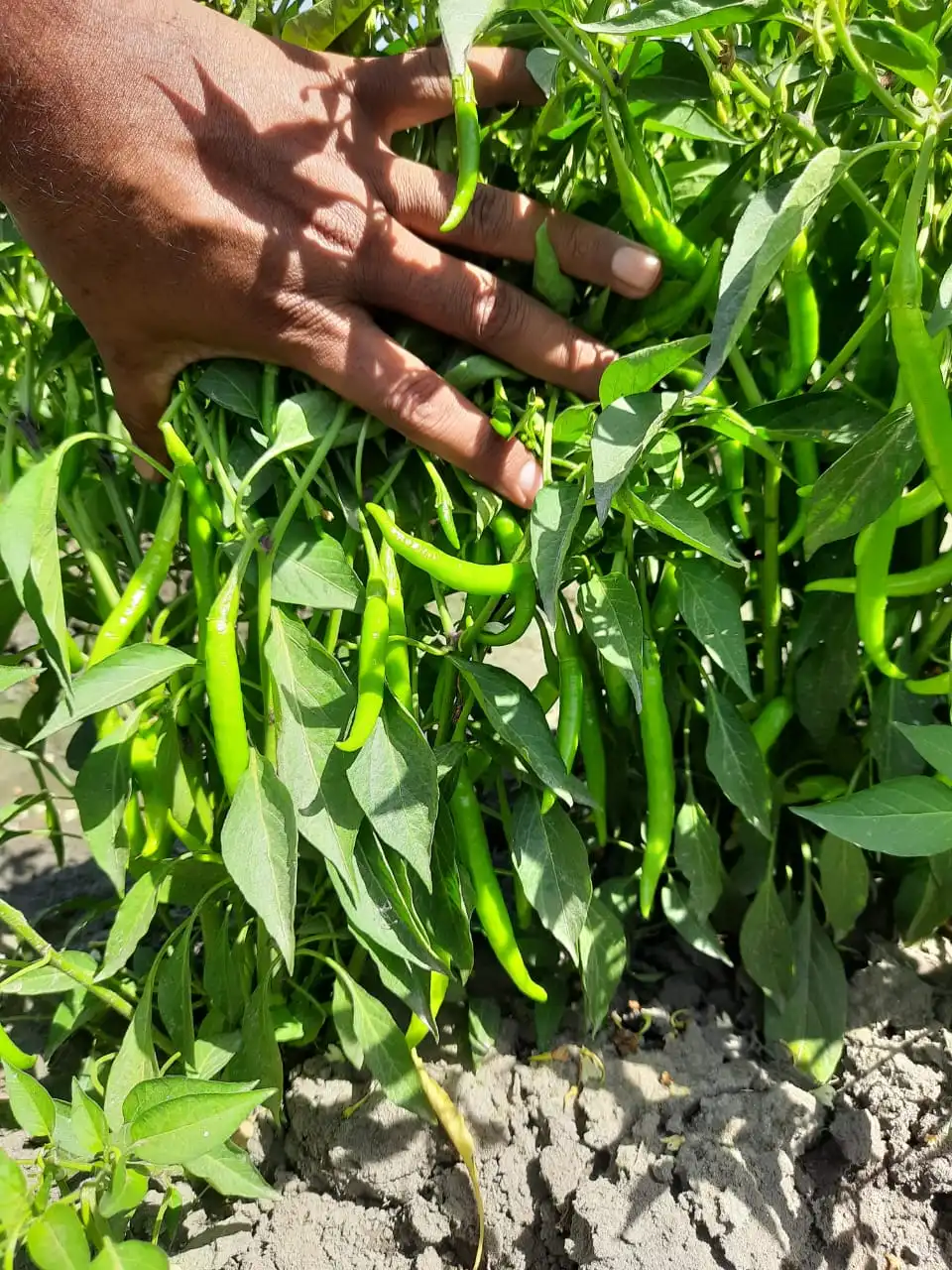 chilli farming