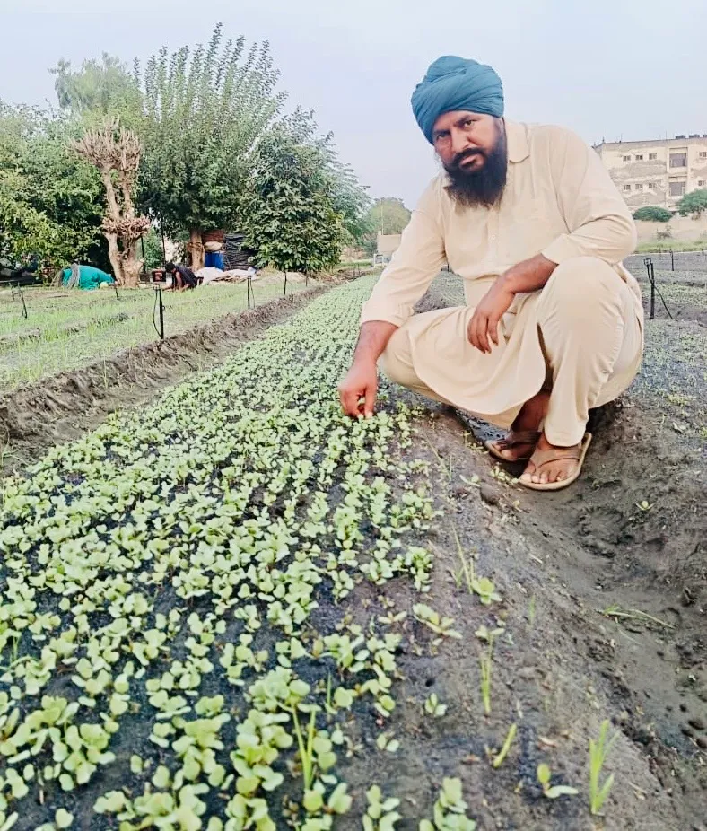 chilli farming