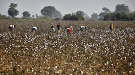 Cotton