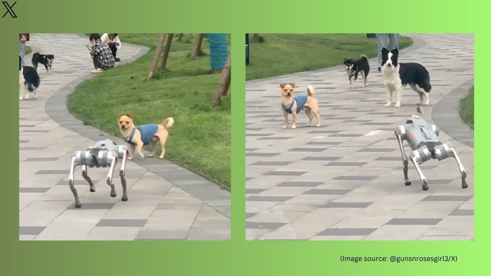 Pet dogs react to robot dog strolling in a park, prompts reactions: ‘The aliens have landed’ | Trending News