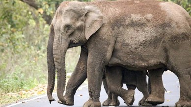 Govt printed, then shelved its report on elephants: Count fell by 20% in 5 years