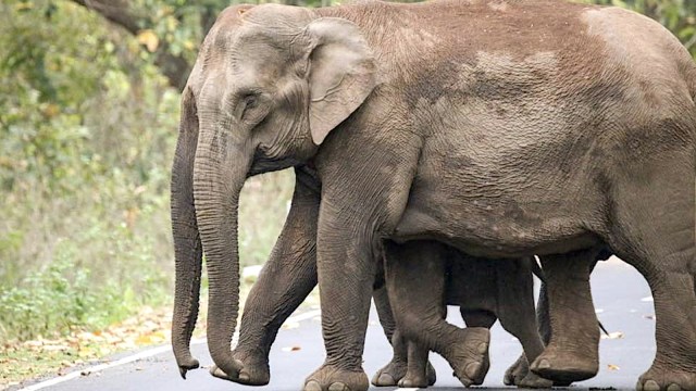 Govt printed, then shelved its report on elephants: Count fell by 20% in 5 years