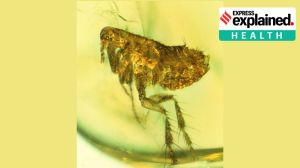 Kerala man infected with rare bacterial disease: What to know about murine typhus