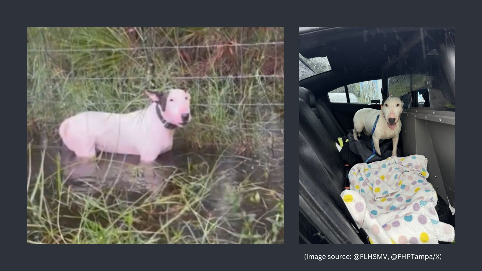 WATCH: Florida troopers rescue abandoned dog tied to fence hours before ...