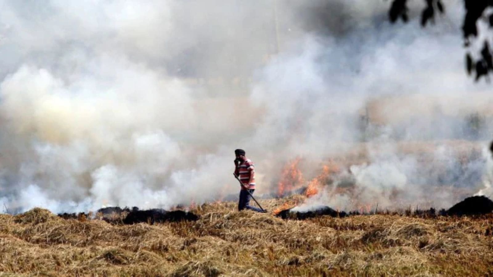 The apex court also rapped the Punjab and Haryana governments, saying the two states have only exacted nominal compensation from the farmers who were found stubble burning. (Express Archives)