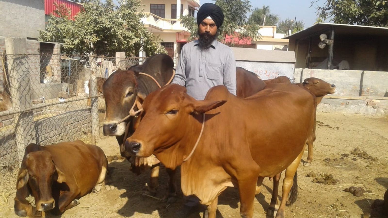 How Sahiwal cows made a Faridkot farmer turn to tradition, reap benefits | Chandigarh News - The Indian Express