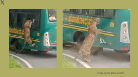 The incident occurred on Sunday at Bannerghatta National Park (Image source: @anil_lulla/X)