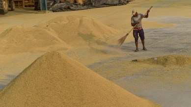 paddy procurement, punjab news, indian express