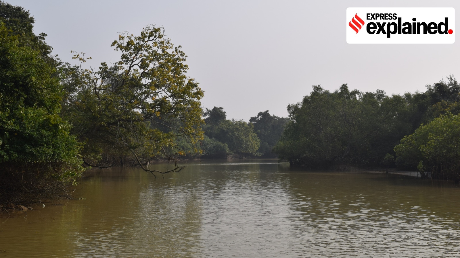 How mangroves in Odisha likely reduced Cyclone Dana’s impact 
