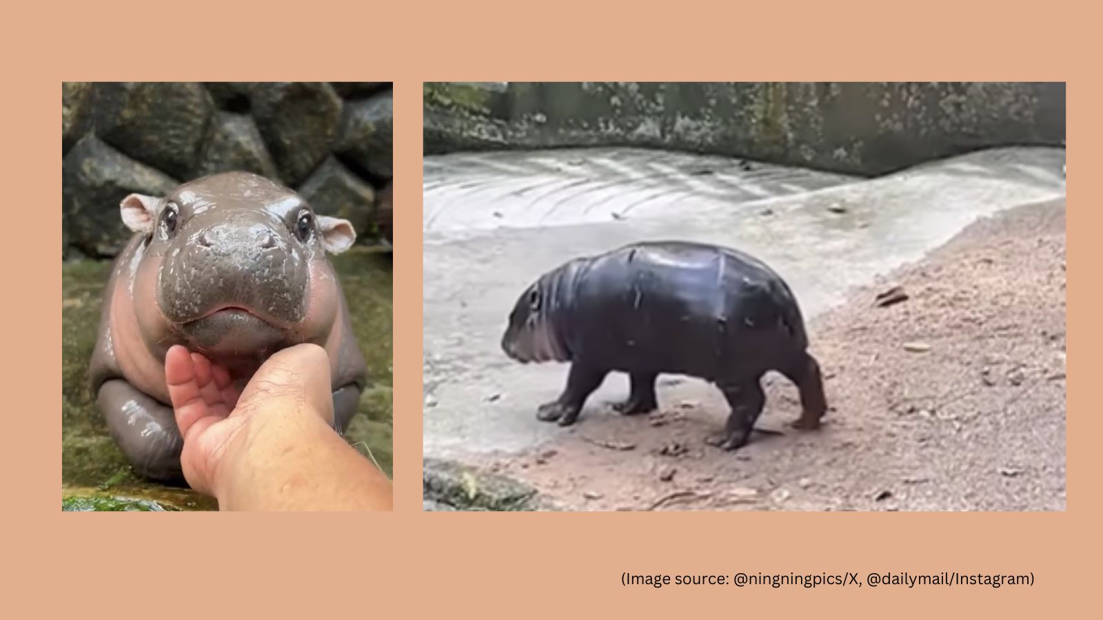 Moo Deng, viral baby hippo, steals the show again with ‘moonwalk ...