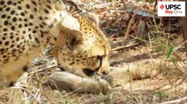 UPSC Key | Tick infection, Cornea donation, Critical minerals and more