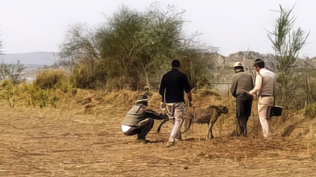 Cheetah autopsy finds fluid successful  organs, experts question   ‘drowning’ conclusion