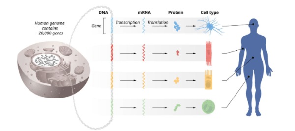 Knowledge Nugget: Nobel Prize in Physiology or Medicine 2024