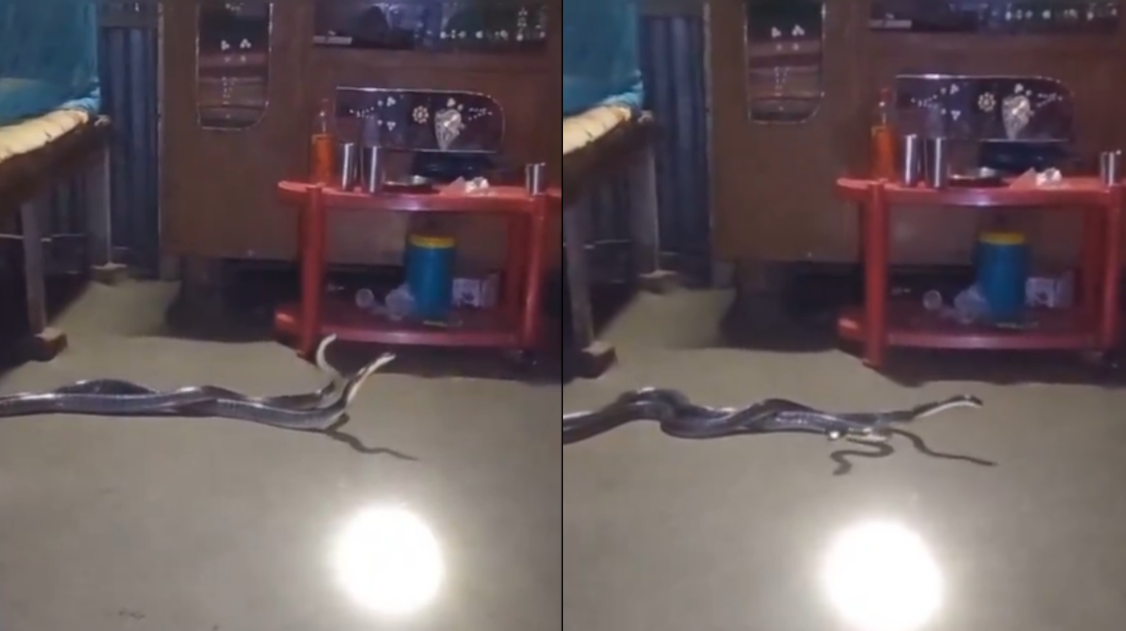Family discovers 2 venomous snakes in bedroom; IFS officer shares ...