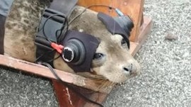 SpaceX reportedly conducted an experiment that involved studying effect of sonic booms on seals.