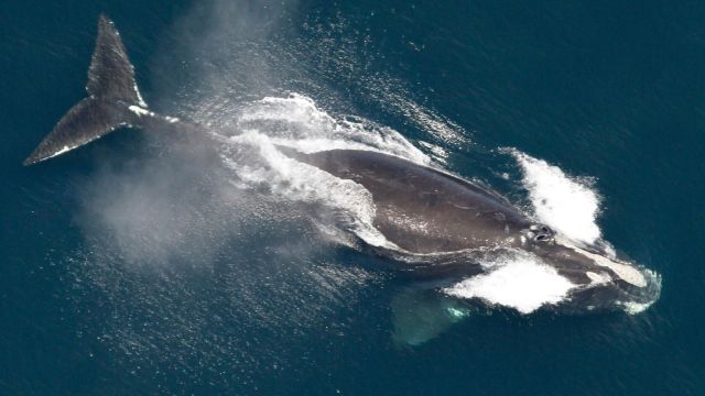 North Atlantic Right Whale