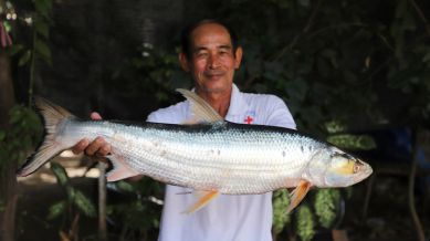 Mekong Ghost Fish