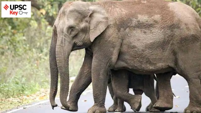 UPSC Key | Elephant Census, New SEBI rules, Food Safety laws and more