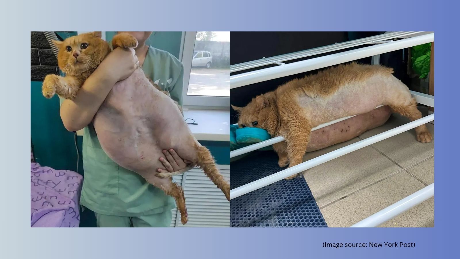 Crumbs world s fattest cat dies after being put on weight loss diet Trending News The Indian Express