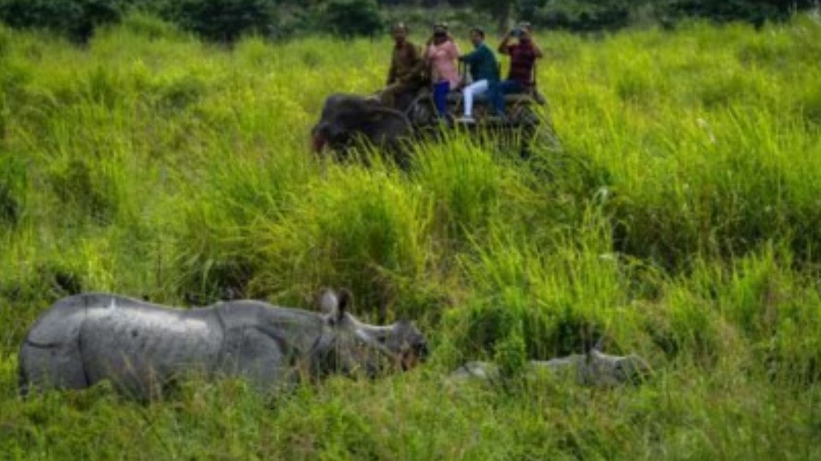 Wildlife board defers nod for Vedanta’s oil exploration in gibbon