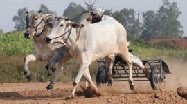 PETA has requested that the Government be restrained from giving permission to hold bullock races outside the two districts and also be directed to enforce provisions of amended Act as well as Supreme Court directions in any further race. 