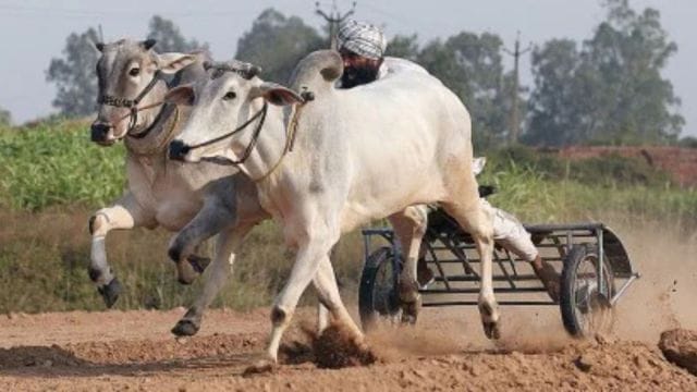 PETA has requested that the Government be restrained from giving support   to clasp  bullock races extracurricular  the 2  districts and also be directed to enforce provisions of amended Act arsenic  good   arsenic  Supreme Court directions successful  immoderate  further race. 