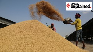 How paddy variety PR-126 became a victim of its own popularity