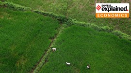 Rice transplanters in Sahapur, Maharashtra, working to carefully place seedlings into paddy fields.