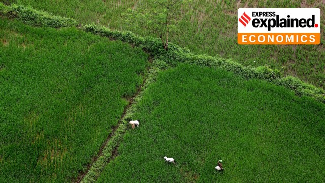 Rice transplanters in Sahapur, Maharashtra, working to carefully place seedlings into paddy fields.