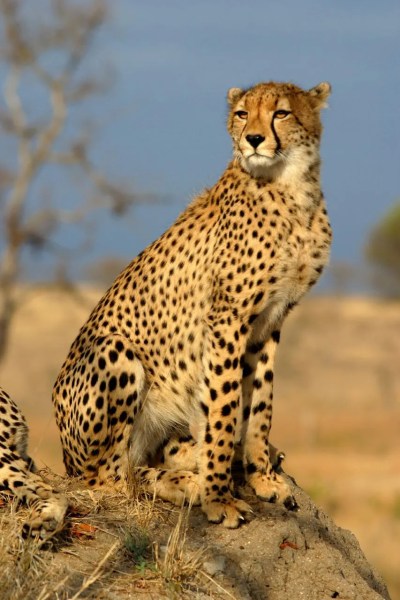  Know astir  Big Cats