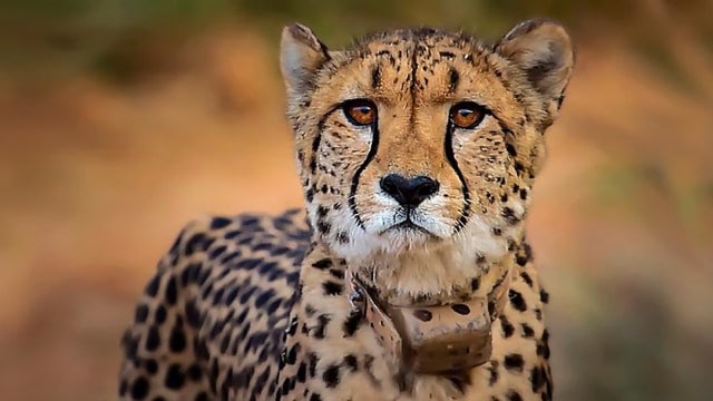 India goes to Kenya, looking to root   cheetahs amended  suited for location  conditions