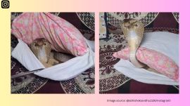 Man discovers cobra hidden in sofa cushion