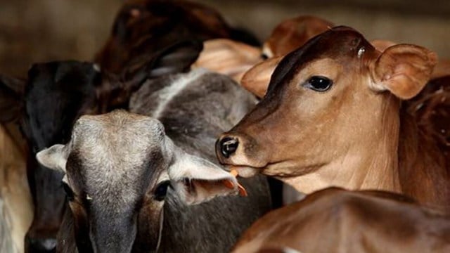 Govardhan Puja, Govardhan Puja cattle  shelters, cattle  shelters expansive  puja, Lucknow news, Uttar pradesh news, Indian express, Current affairs