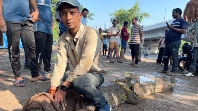 Crocodile