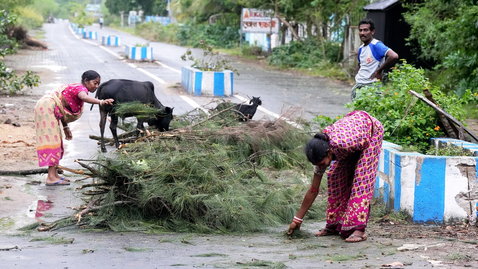 Watch Trees uprooted, power lines snapped as Cyclone Dana hits Odisha