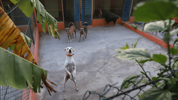 dogs