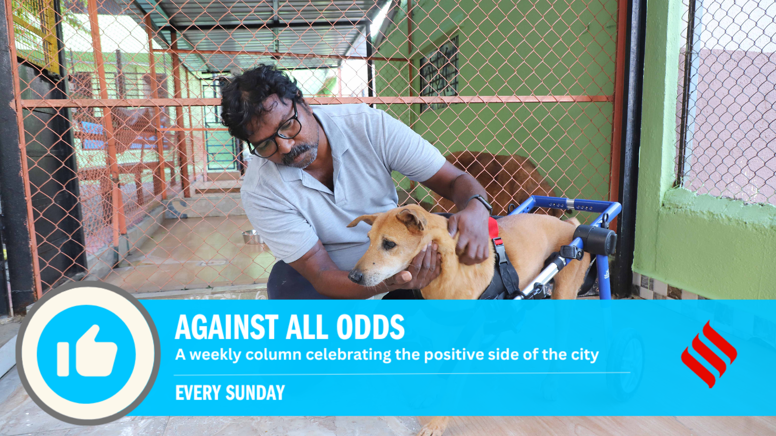 Against All Odds: An animal farm where destitute dogs and cats find a warm and happy home | Pune News