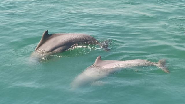 Dolphins