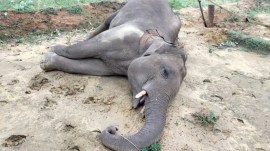 elephant deaths, elephants electrocuted in Chhattisgarh, elephant electrocution, chhattisgarh, raigarh, Chhattisgarh High court orders, human-elephant conflict, elephant calf — died of electrocution, Indian express news