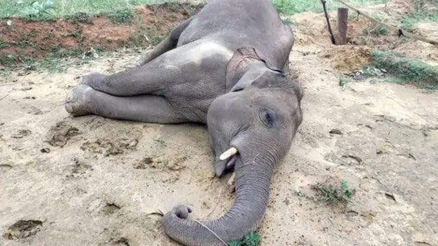 elephant deaths, elephants electrocuted successful  Chhattisgarh, elephant electrocution, chhattisgarh, raigarh, Chhattisgarh High tribunal  orders, human-elephant conflict, elephant calf — died of electrocution, Indian explicit  news