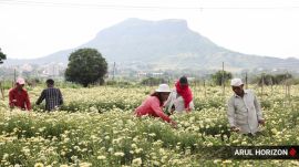Harvesting in progress at one of a flower farm near Junnar ahead of festival season. The historic Shivneri fort is seen in the background. Express photograph by Arul Horizon