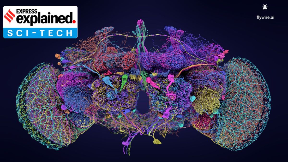 fruit fly, fly brain, brain mapped