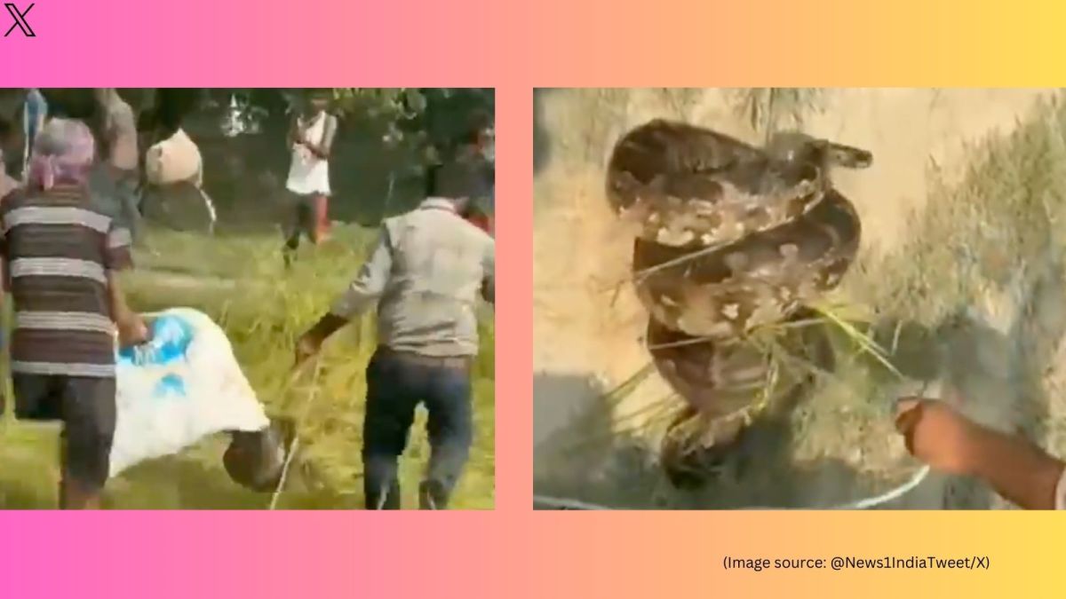 Giant python rescued from agriculture field (Image source: @News1IndiaTweet/X)