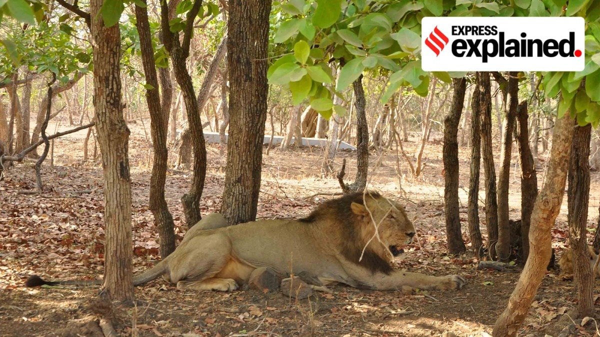 Gir forest