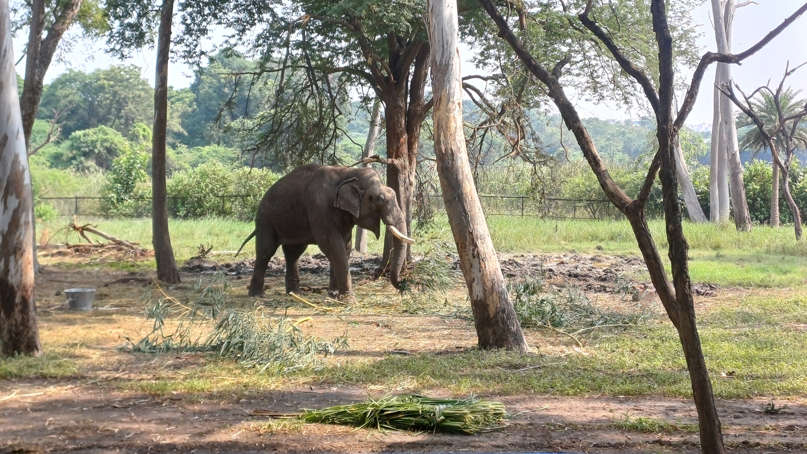 “It was important   to alteration  the mindset of our keepers," Deputy Conservator of Forests and zoo curator Sunil S Hiremath said. (Express photograph  by Rahul V Pisharody)