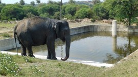 hyderabad zoo elephant