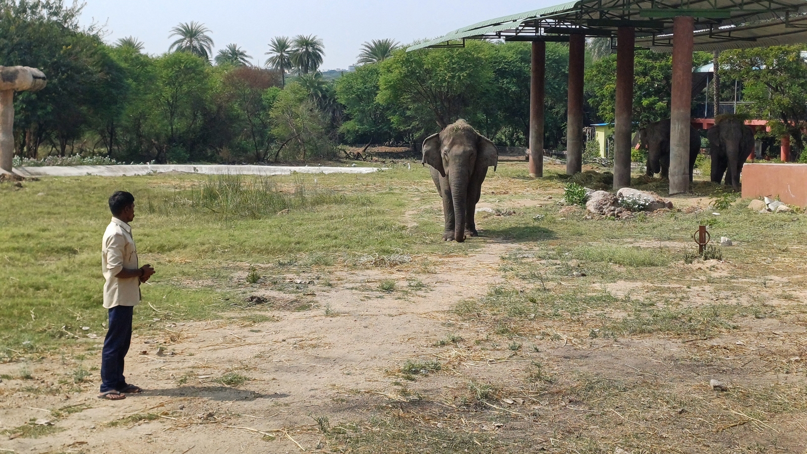 The zoo is periodically monitoring the elephants’ accent   levels by analysing hormone levels successful  their dung samples. (Express photograph  by Rahul V Pisharody)