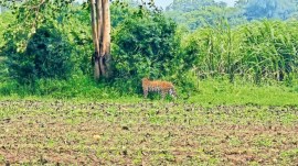Udaipur leopard shot dead, leopard shot dead, leopard, Udaipur Leopard attacks, Leopard attacks, Leopard dead, Indian express news, current affairs
