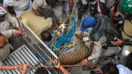 Maharashtra assembly elections